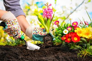 Someone is in planting a flower into a hole they dug.