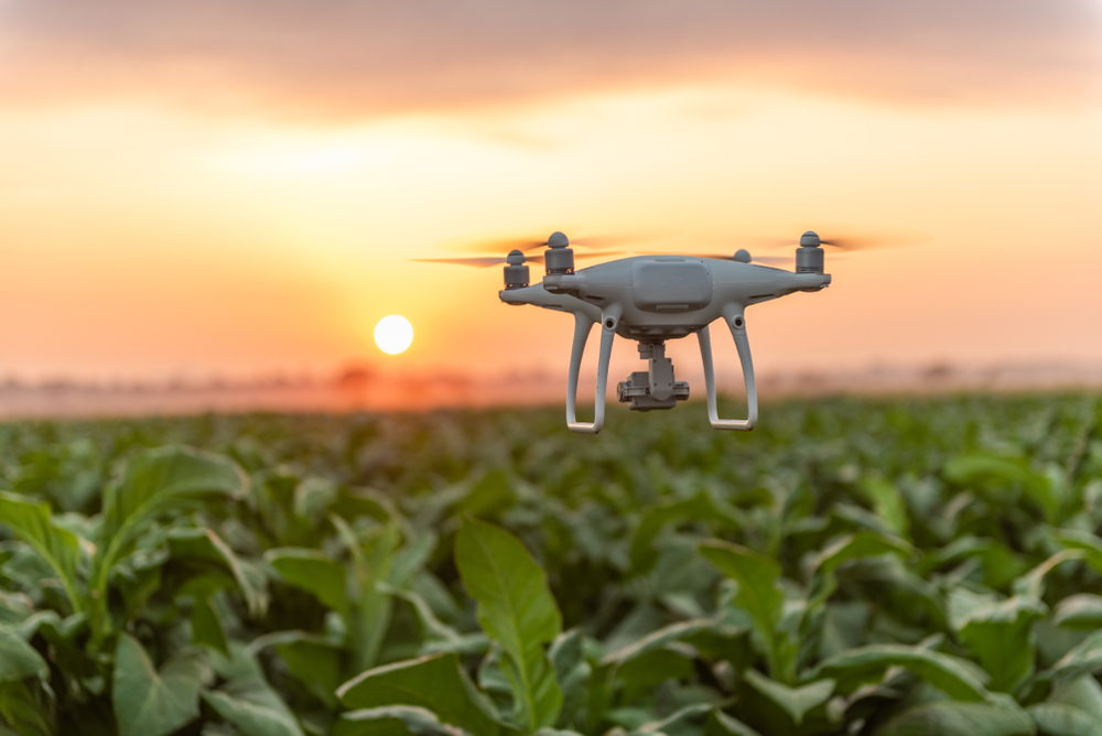 A drone is hovering over a tobacco field at sunset.